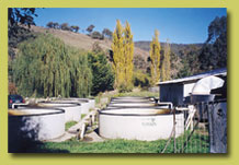 Fishery Tanks